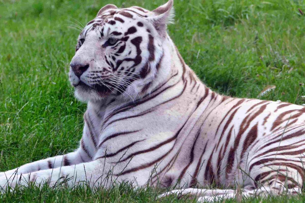 A White Bengal Tiger
