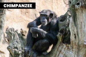 CHIMPANZEE