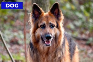 DOG - Beautiful German Shepherd