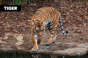 Tiger Standing Next to Body of Water