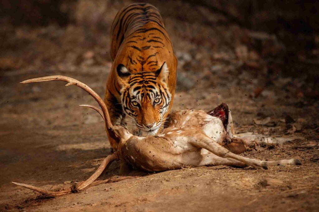Tiger Hunting
