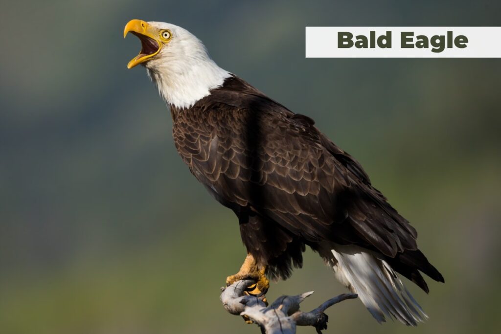 Bald Eagle