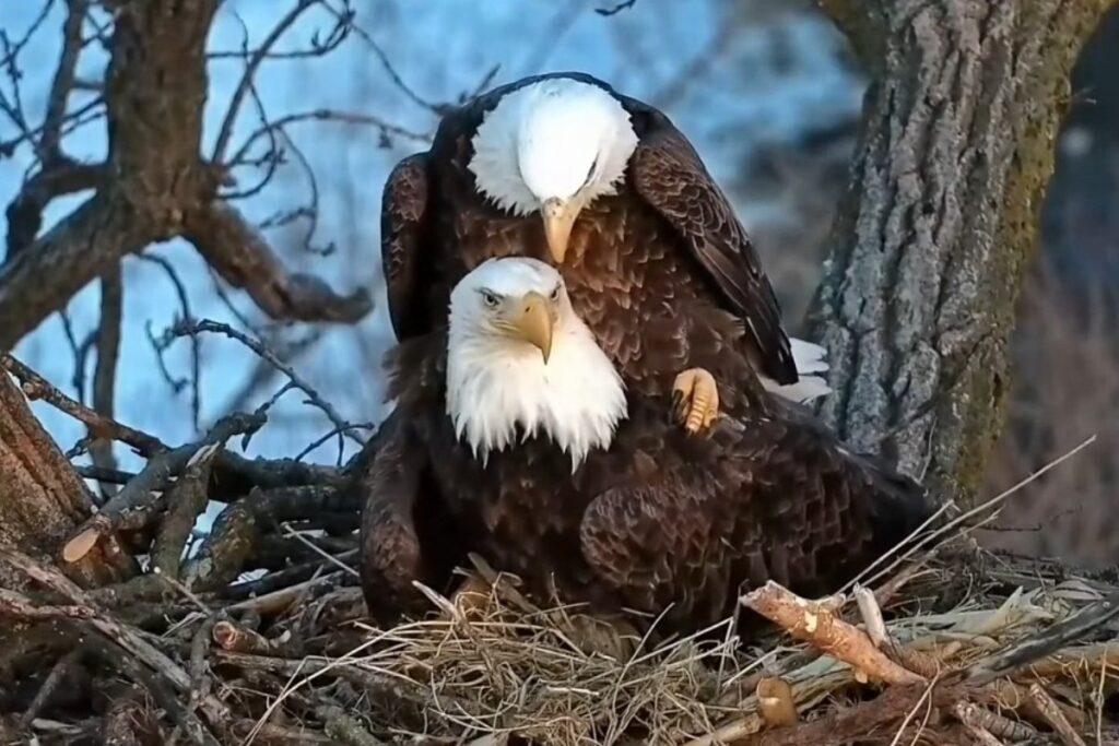 adult bald eagle mating