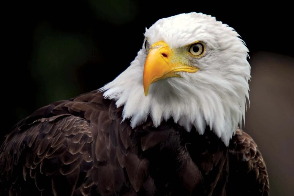 Bald Eagle Headshot