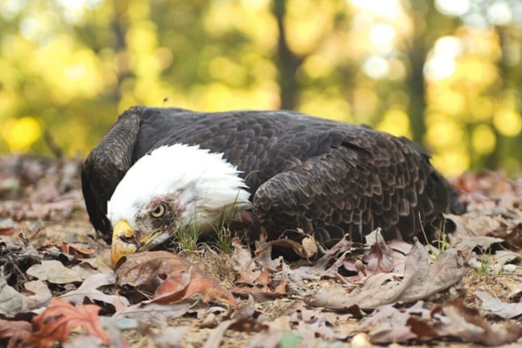 An injured bald eagle lies
