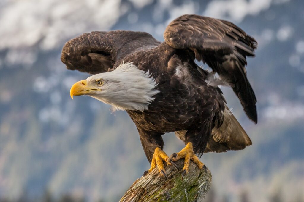 A bald eagle prepares for flight