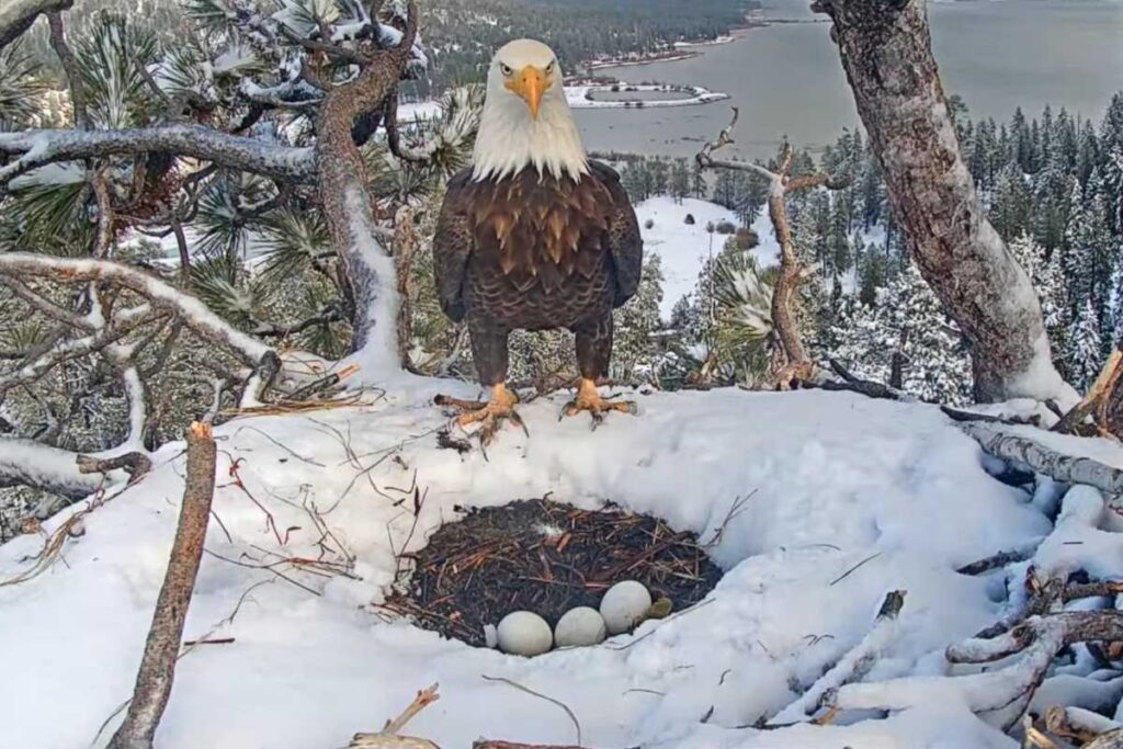 Eagle eggs