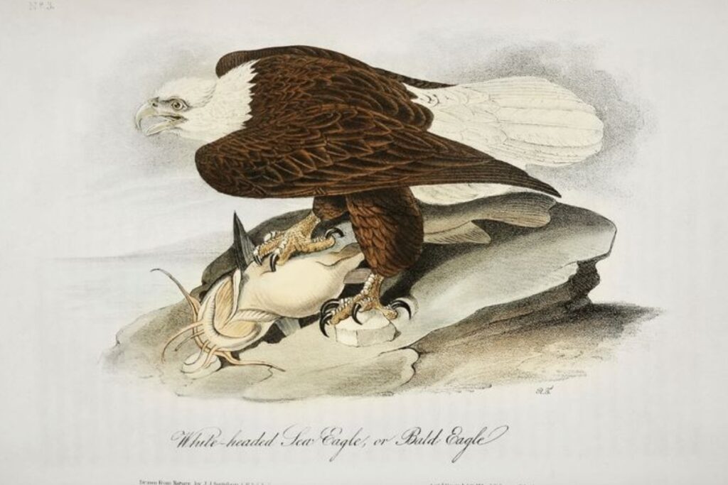 Bald eagle. John James Audubon Birds Of America