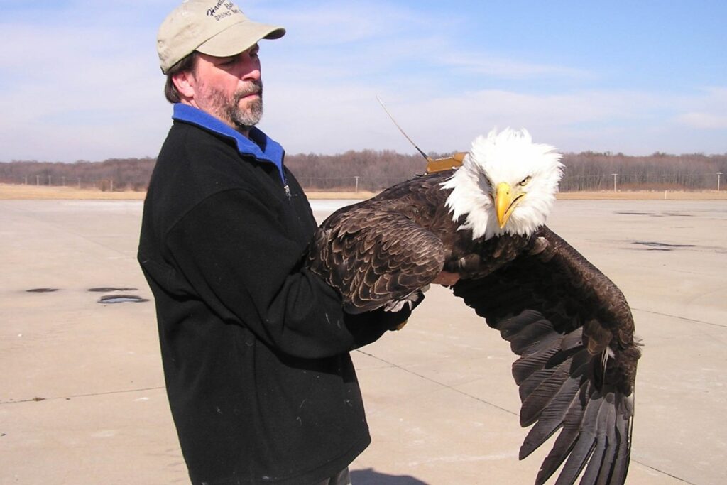 Conservation of the Bald Eagle 101