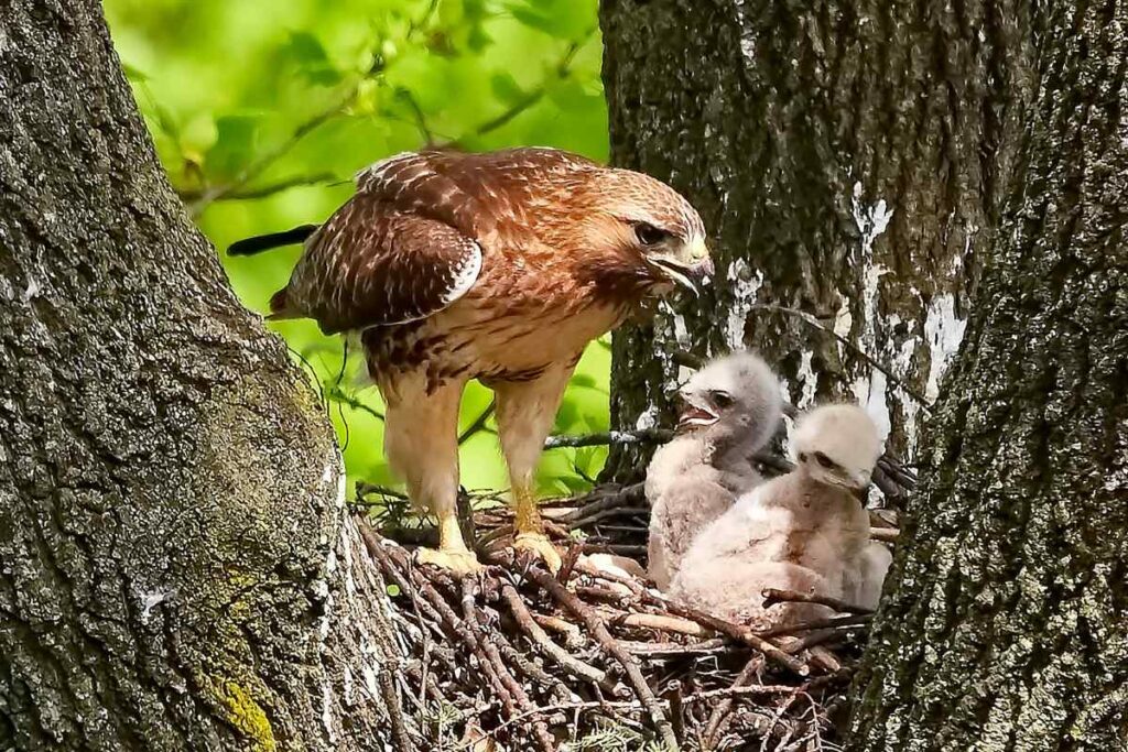 Eagle Habitats 101