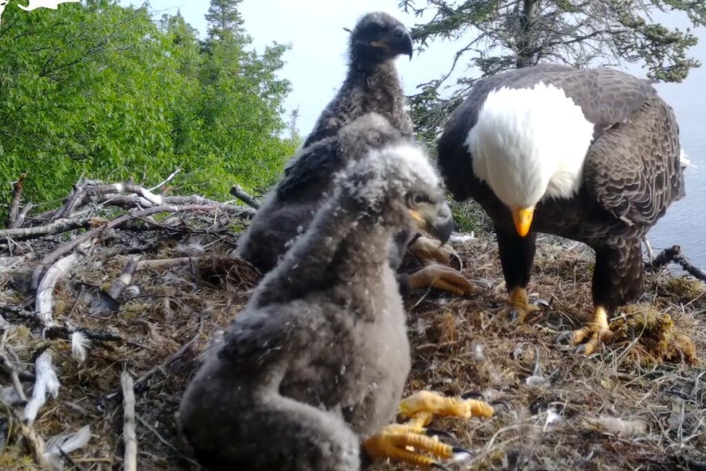 Eaglets of the Bald Eagle