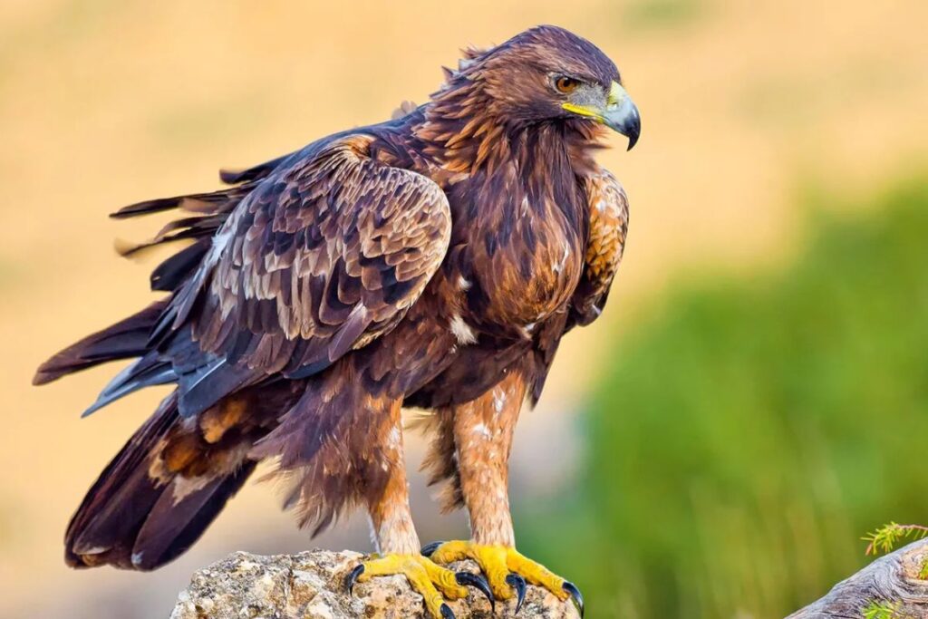 Golden Eagle