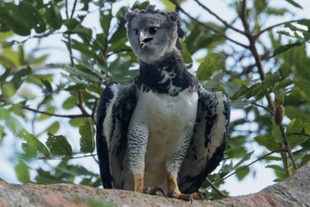 Harpy Eagle