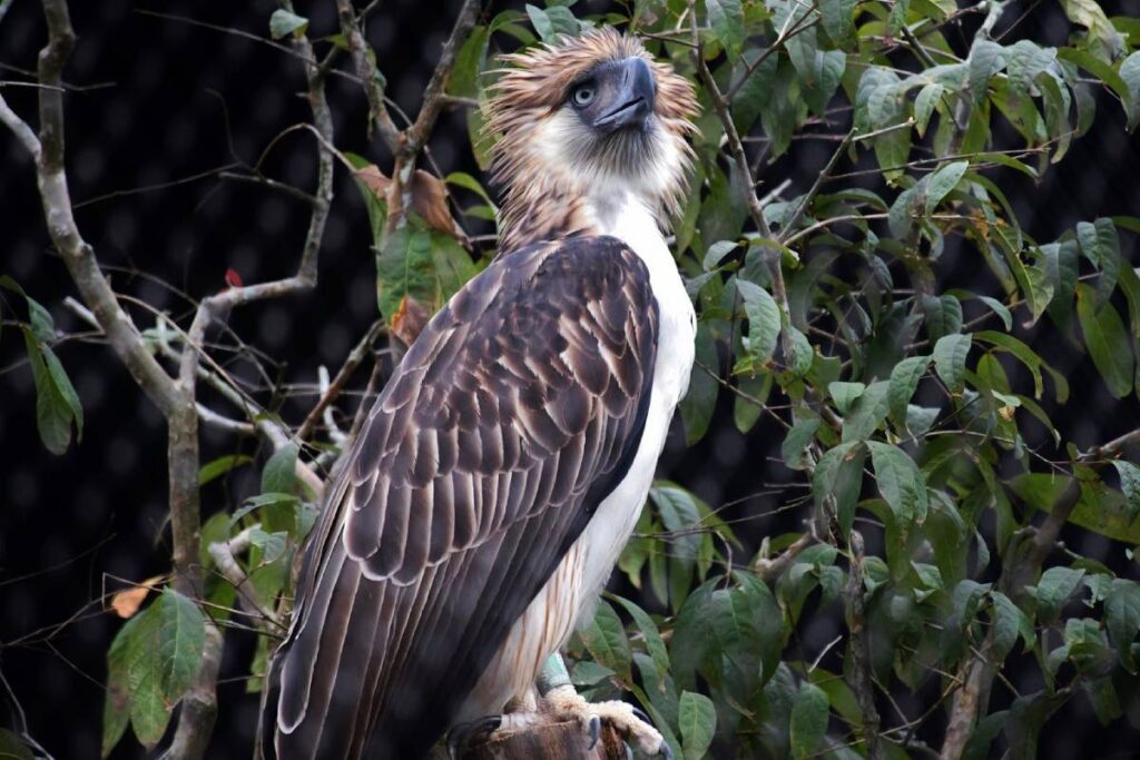 Philippine Eagle