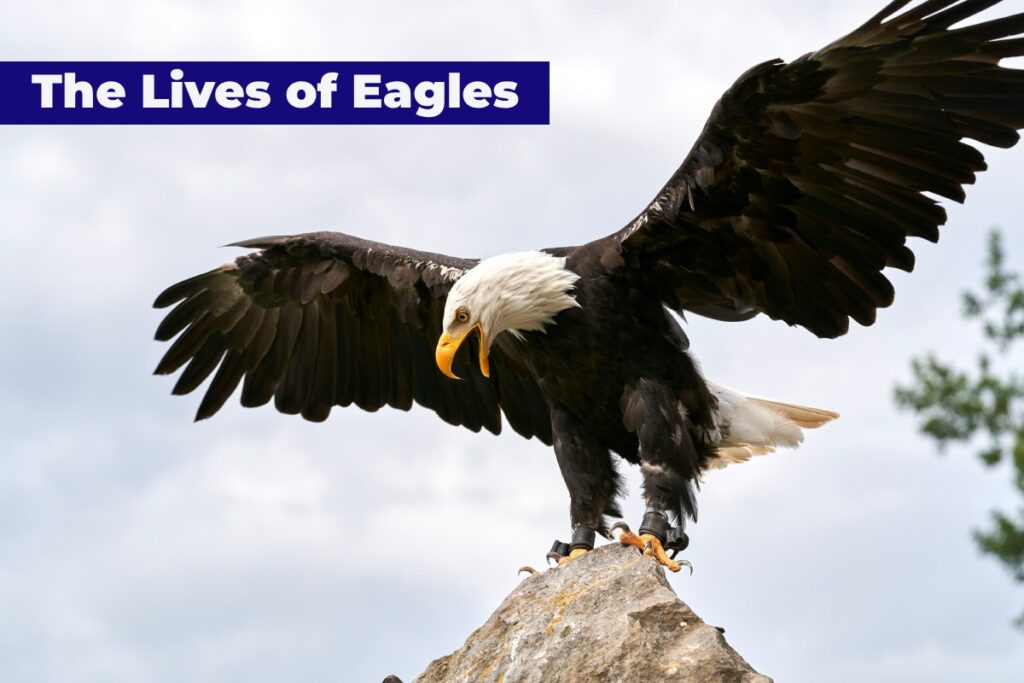 An eagle resting on the mountain