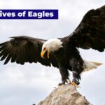 An eagle resting on the mountain