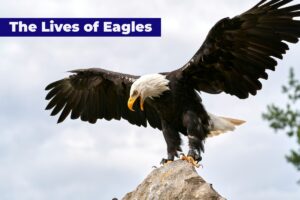 An eagle resting on the mountain