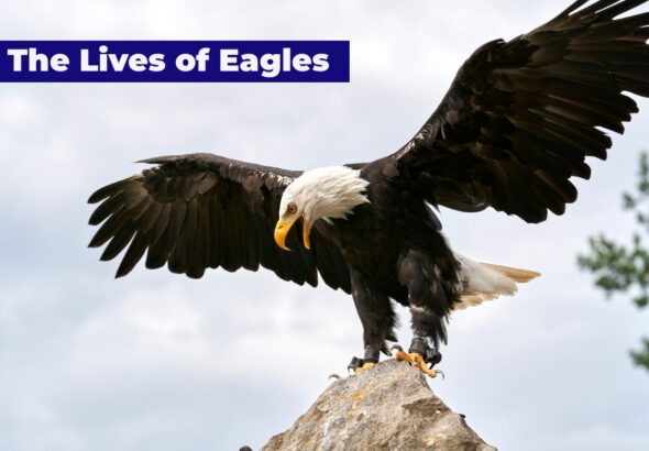 An eagle resting on the mountain