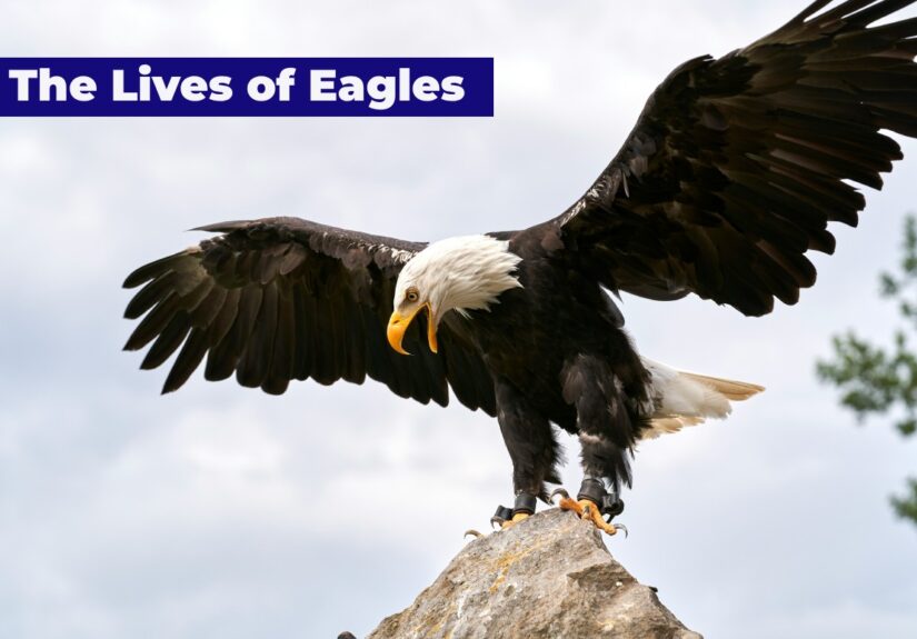 An eagle resting on the mountain
