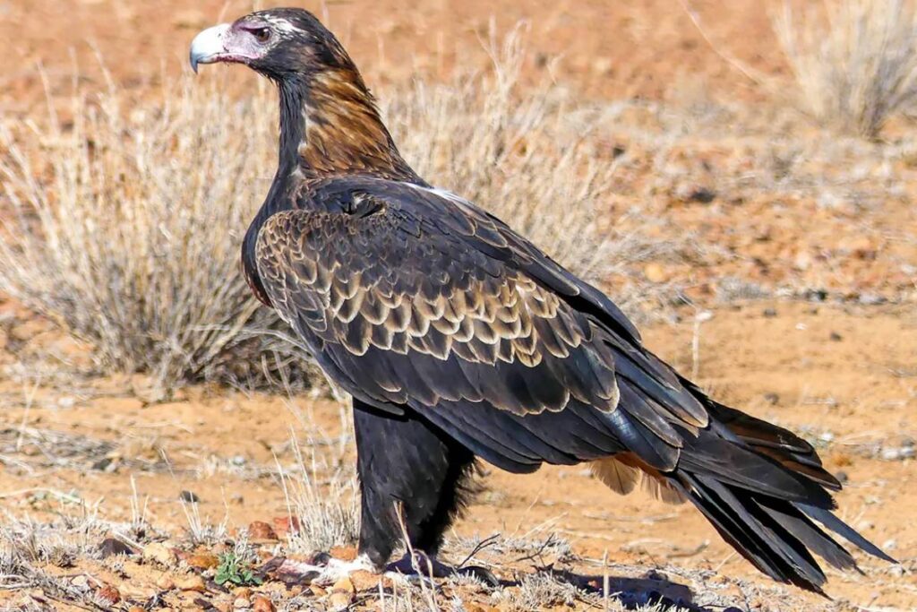 Wedge-Tailed Eagle