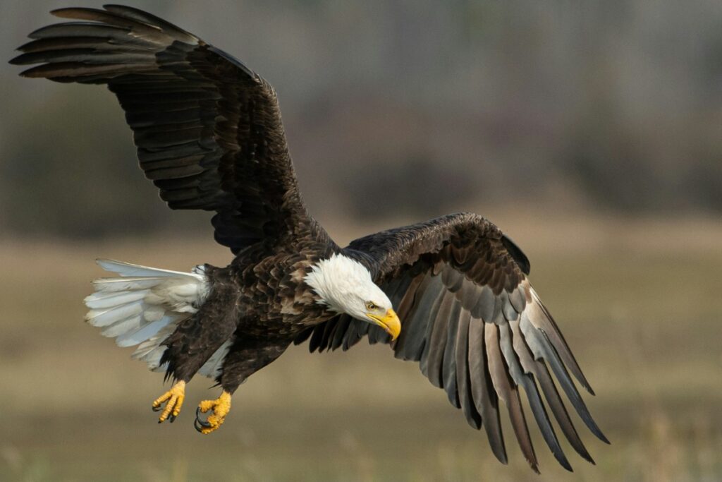 Flying Bald Eagle