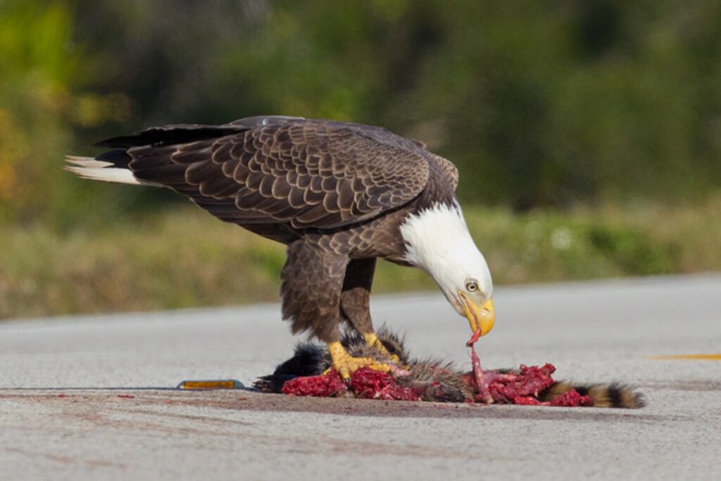 A bald eagle eats carrion on the road