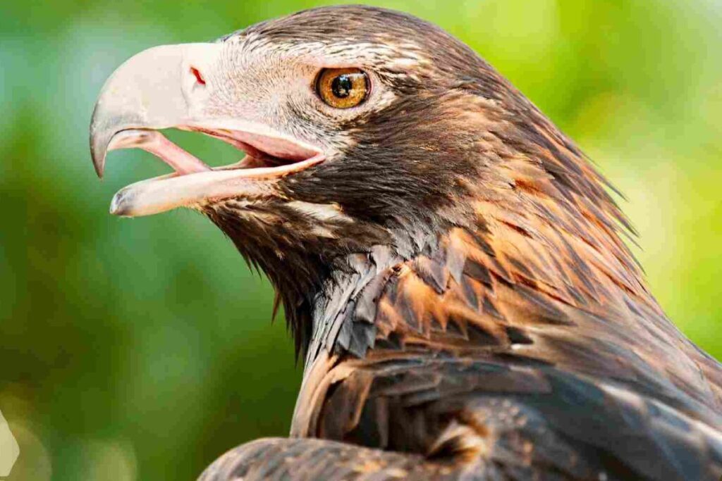 wedge-tailed eagle